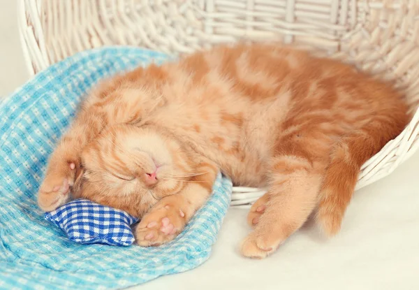 Liten kattunge som sover — Stockfoto