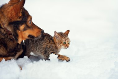 köpek ve kedi