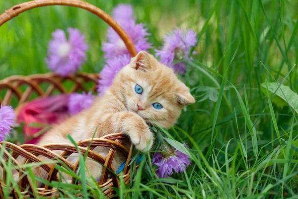 Gatito en cesta — Foto de Stock