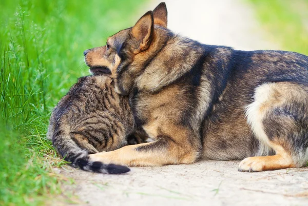 Gato e cão — Fotografia de Stock