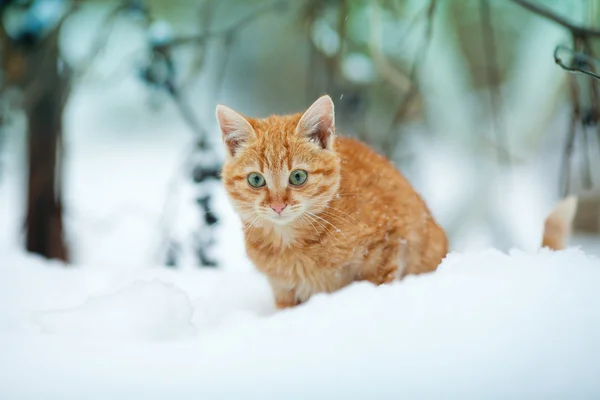 Chaton dans la neige — Photo