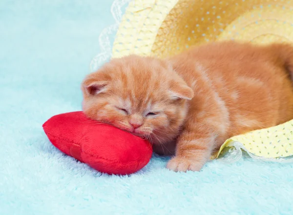 Pequeño gatito — Foto de Stock