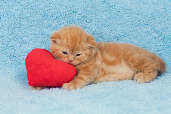 Gatinho com travesseiro em forma de coração — Fotografia de Stock