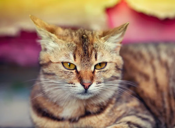 Gatto al chiuso — Foto Stock