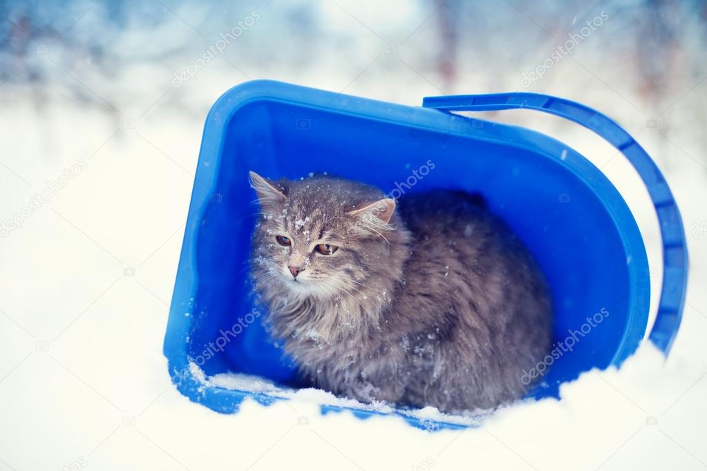 Stray cat in bucket
