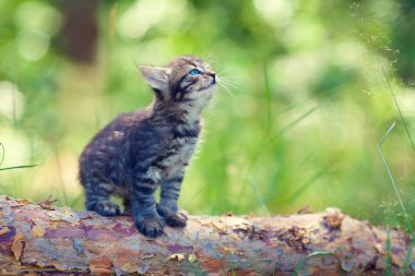 oturum açma oturan küçük şirin kedi yavrusu