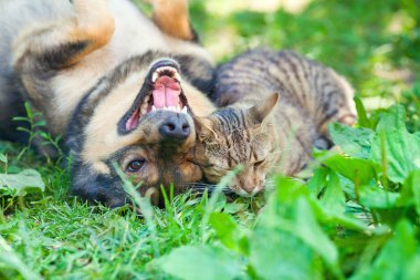 köpek ve kedi birlikte oynarken açık.