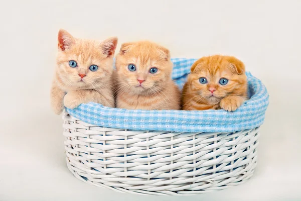 Милые котята сидят в корзине — стоковое фото