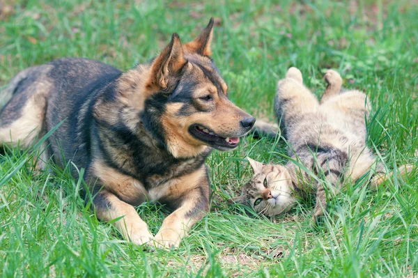 Cão e gato brincando juntos — Fotografia de Stock