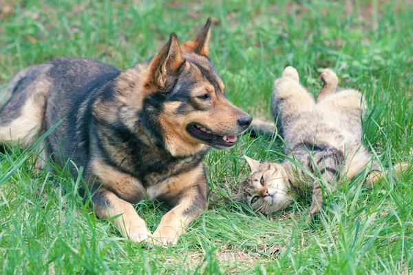 Dog and cat playing together