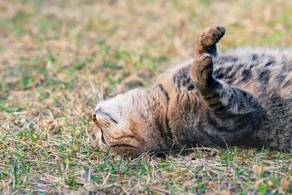 Katten som ligger på baksida utendørs – stockfoto