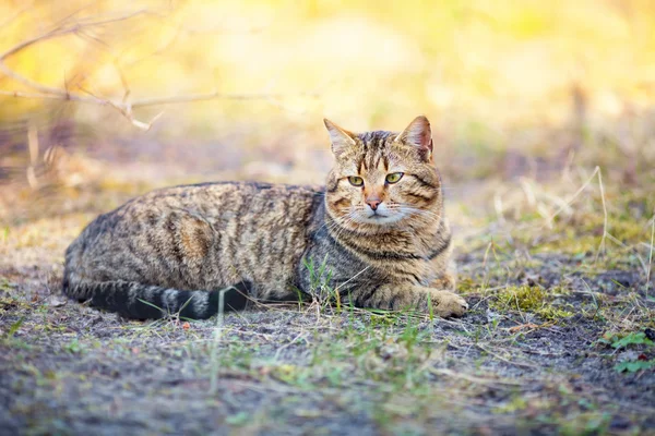 Lindo gato mintiendo al aire libre — Foto de Stock