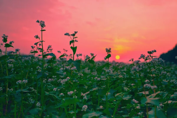 日没の美しいそば畑 — ストック写真