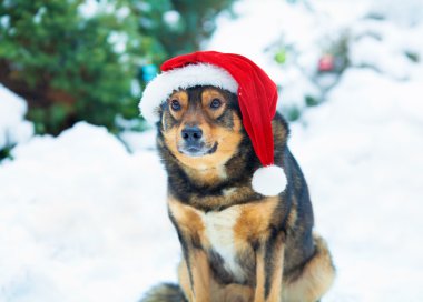 köpek giyen Noel Baba şapkası
