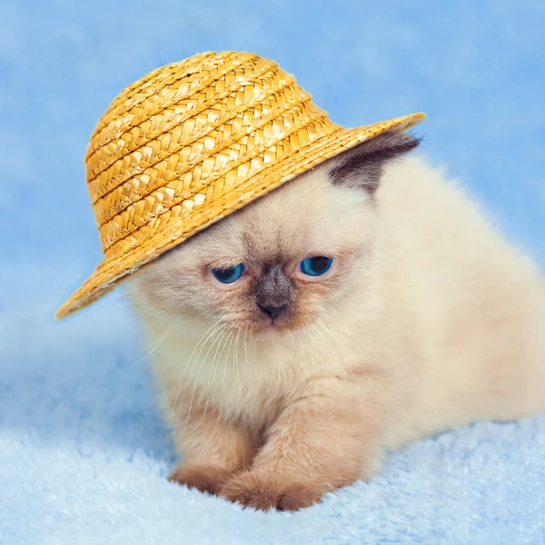 Chaton portant un chapeau de paille — Photo