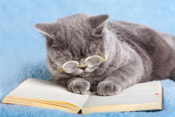 Business-Katze liest Notizbuch — Stockfoto