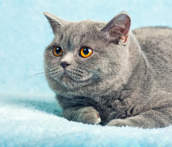 Кошка лежит на голубом одеяле — стоковое фото