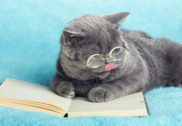 Business cat reading notebook — Stock Photo, Image