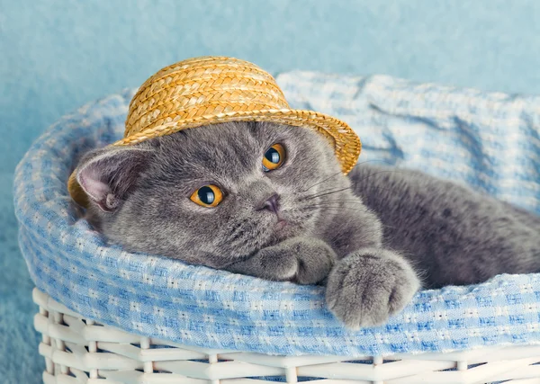 Cat is wearing hat in a basket