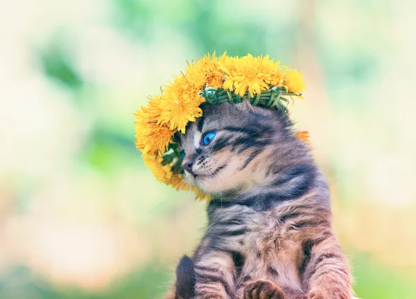 Kitten crowned with a chaplet of dandelion — Stock Photo, Image