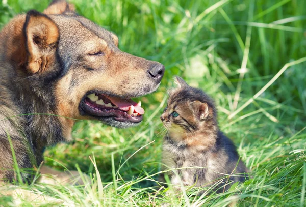 Hond en kitten in het gras — Stockfoto