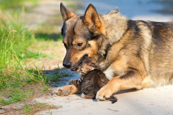 Dog pressed to the kitten — Stock Photo, Image
