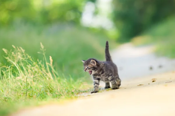 Kitten staying on the road — Stock Photo, Image