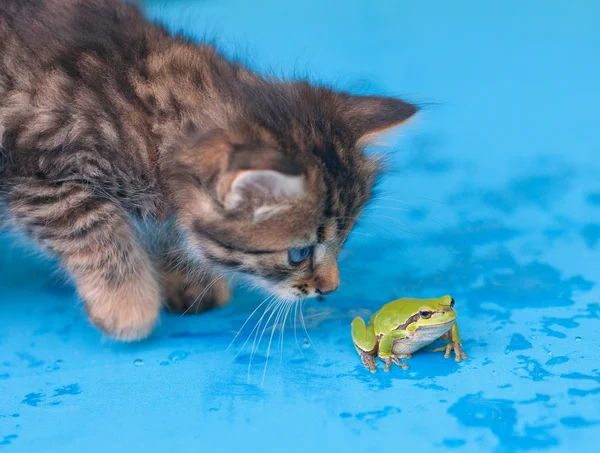 Yavru kedi ve kurbağa — Stok fotoğraf