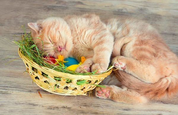 Gato dormindo na cesta com ovos — Fotografia de Stock