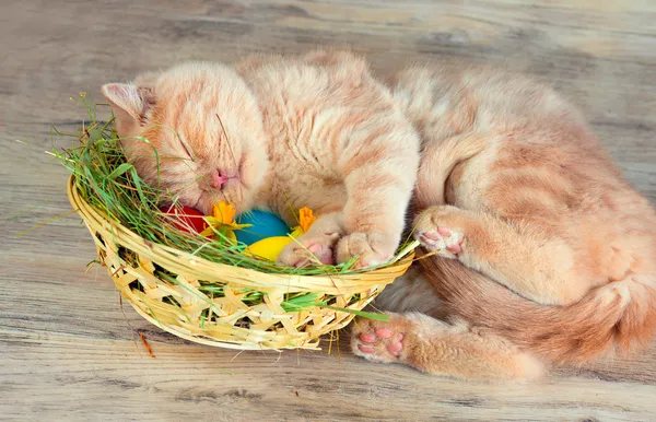 sepet yumurta ile uyuyan kedi