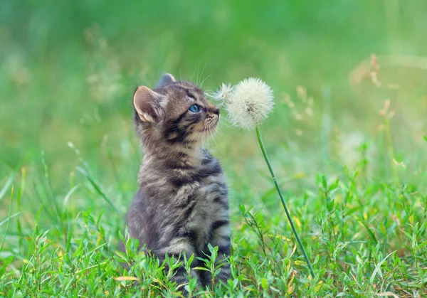 Kotě čichání Pampeliška — Stock fotografie