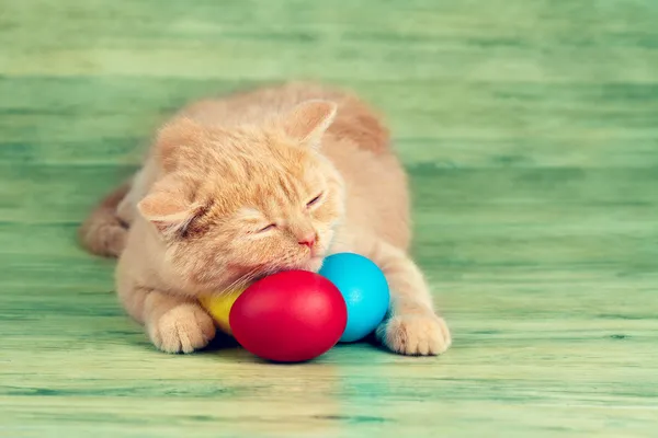 Kitten sleeping on easter eggs — Stock Photo, Image