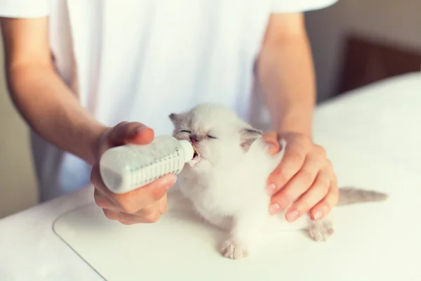 小さな猫の餌 — ストック写真