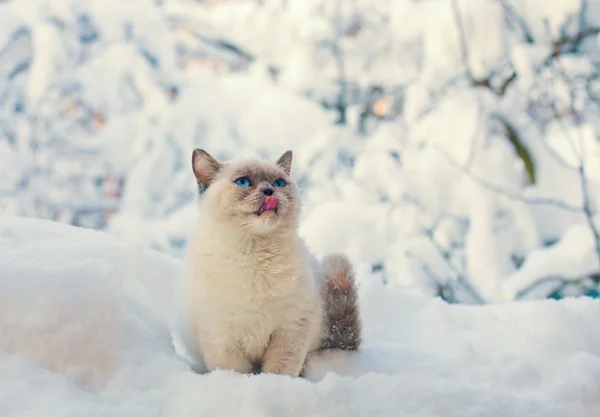 Kitten sitting in the snowy forest — Stock Photo, Image