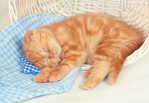 Kattunge sover i en korg — Stockfoto