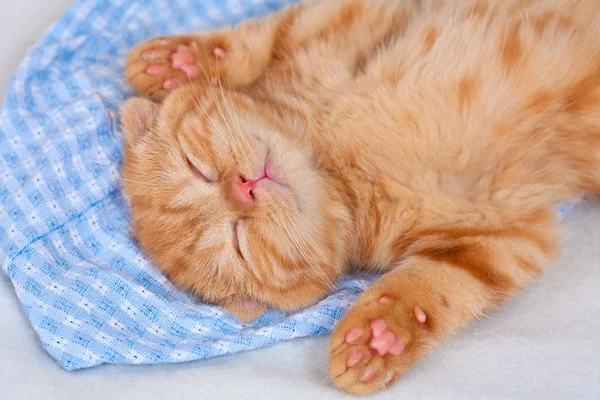 Kattunge sover — Stockfoto