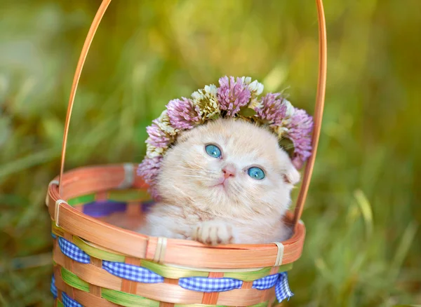 Yonca bir çelenk ile taç yavru kedi — Stok fotoğraf