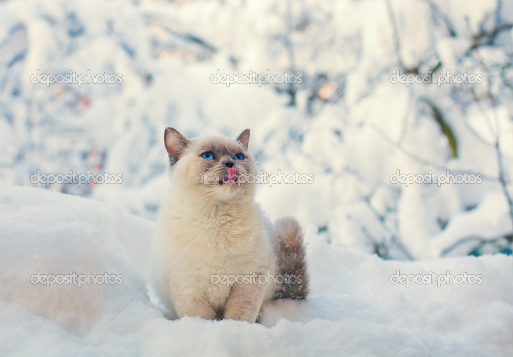 Kitten sitting in the snowy forest