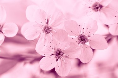 çiçeklenme kiraz ağacı dalı