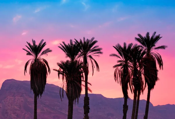 Palms against mountains at magic pink sunset — Stock Photo, Image