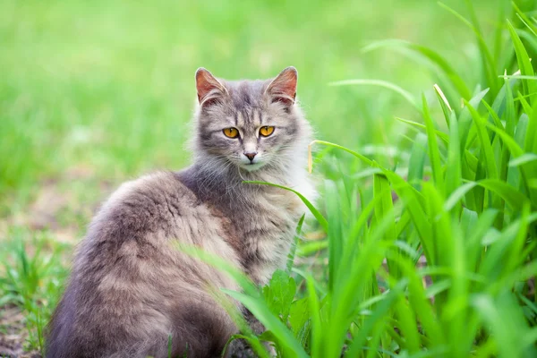 Retrato de un lindo gato siberiano sobre hierba verde — Foto de Stock