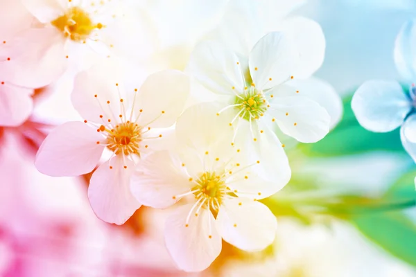 Bunt blühender Obstbaumzweig — Stockfoto