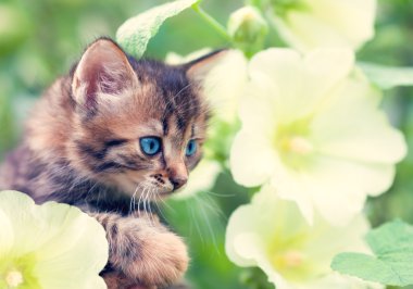 sevimli küçük kedi yavrusu ebegümeci