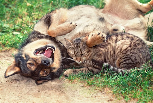 Köpek ve kedi oynuyorlar.