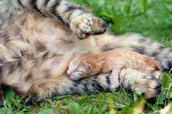 Madre gatto e gattino — Foto Stock