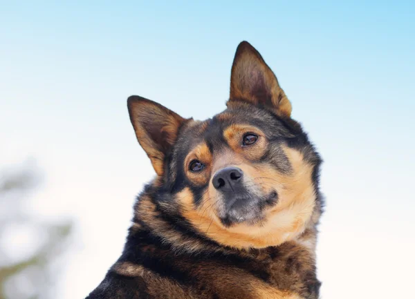 Portrait of pedigree less dog — Stock Photo, Image