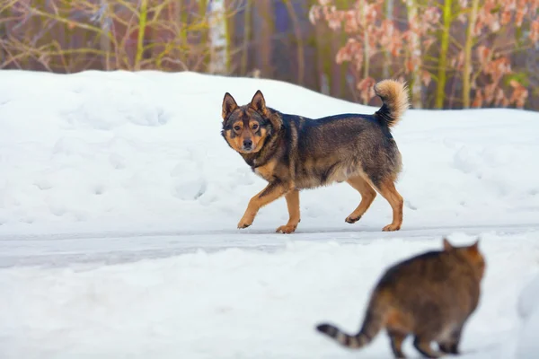 Собака гуляет по снежной дороге зимой — стоковое фото