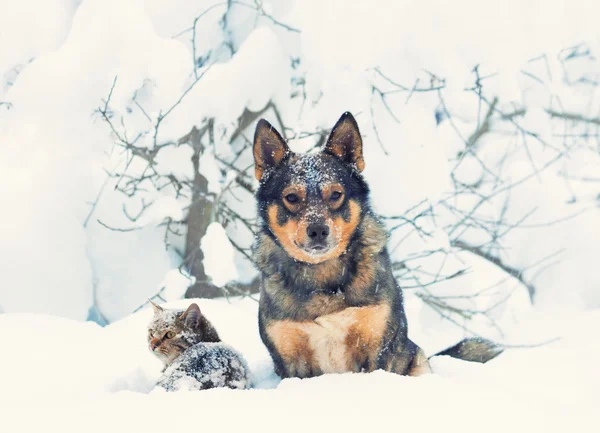 Gato y perro al aire libre en la tormenta de nieve — Foto de Stock