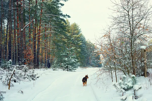 Pine forest covered with snow — Stock Photo, Image