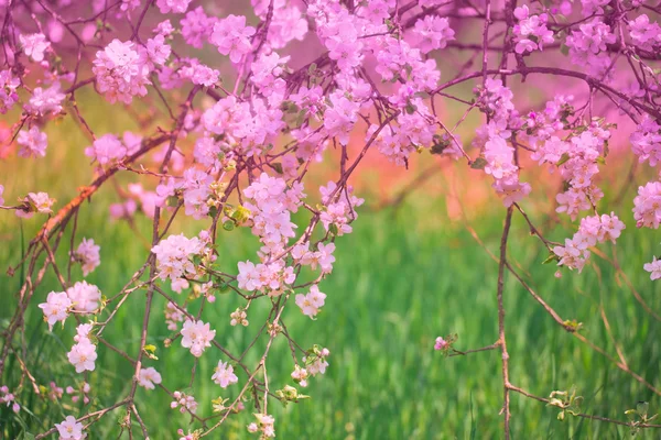 桜開花ツリー — ストック写真